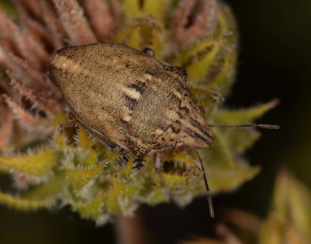 Scutelleridae: Odontotarsus rufescens Fieber, 1861